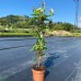 Aktinídia význačná - kiwi (Actinidia arguta) ´WEIKI´ - výška 120-150 cm, kont. C5L (-26°C) Samec